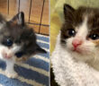 頭が傾いた子猫