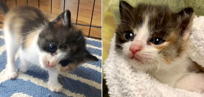 頭が傾いた子猫