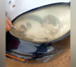 車のヘッドライトに入っていた子猫