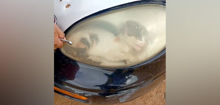 車のヘッドライトに入っていた子猫