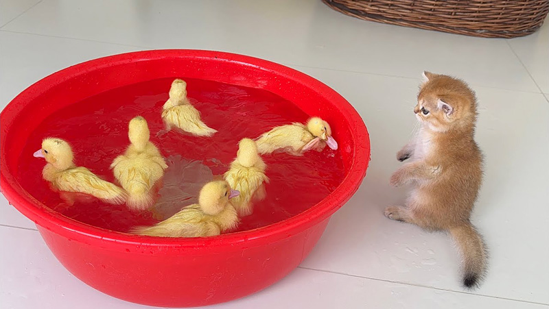 ヒナが溺れないかと心配する子猫