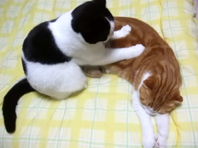 同居猫をマッサージする猫