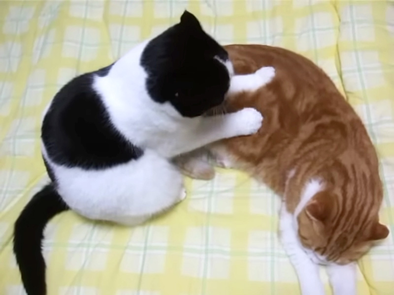 同居猫をマッサージする猫