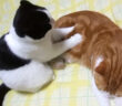 同居猫を念入りにマッサージする猫