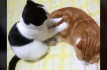 同居猫を念入りにマッサージする猫