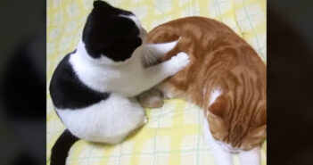 同居猫を念入りにマッサージする猫