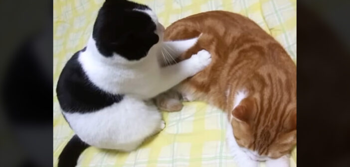 同居猫を念入りにマッサージする猫