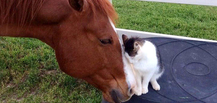 小さい頃から馬のお父さんに育てられた猫。種族を越えた親子の姿に心がホッと温まる (*´ω｀*)