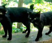 夏の猫神社に行ったら、神社をお守りする2匹の黒猫さんに遭遇♪ ナデナデしてみたら盛大に歓迎してくれた (*´∀`*)!