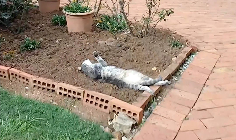 花壇で眠る猫