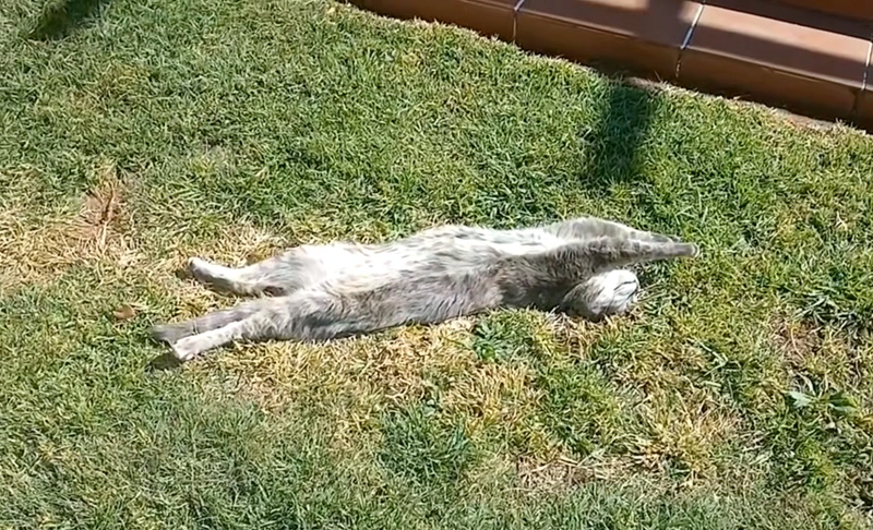 芝生の上で眠る猫