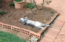 花壇の中でヘソ天姿で眠る猫