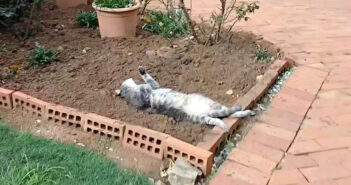 花壇の中で無防備なヘソ天姿で寝ていた猫さん。完全に野生を失った姿に思わず心がポカポカに (*´ェ`*)♡ 花壇の中でヘソ天姿で眠る猫