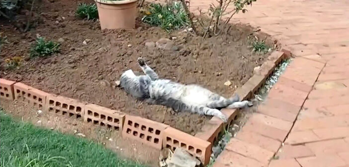 花壇の中でヘソ天姿で眠る猫