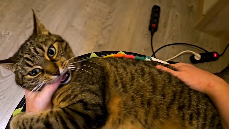 噛みついてきた猫