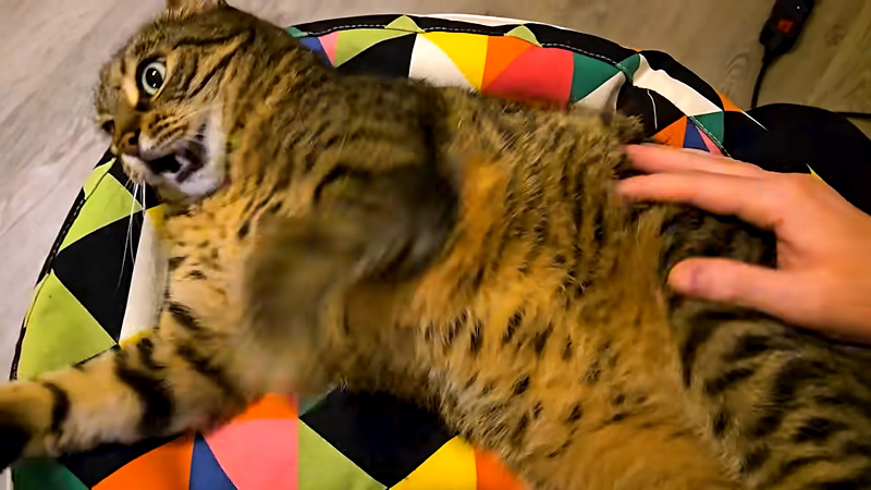 ハッスルする猫
