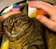 噛みつきを拒まれた猫