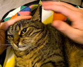 「よくも私の噛みつきを拒んだな！」飼い主さんと激しい攻防を繰り広げる猫さんの姿が妙に可愛かった ( *´艸｀)！