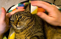 噛みつきを拒まれた猫