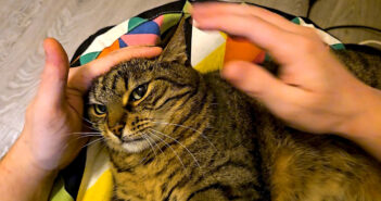 噛みつきを拒まれた猫