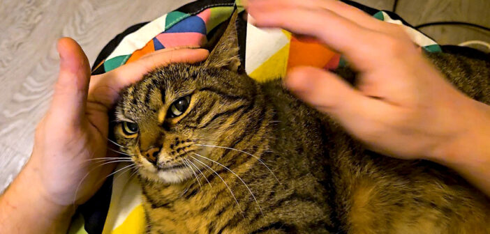「よくも私の噛みつきを拒んだな!」飼い主さんと激しい攻防を繰り広げる猫さんの姿が妙に可愛かった ( *´艸`)!