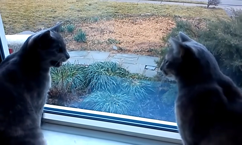 完全に会話している猫達