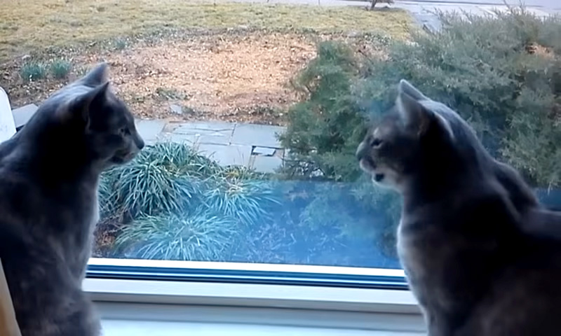窓辺で会話している猫達