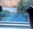 完全に会話している猫達