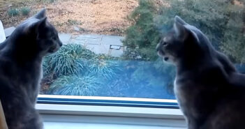 完全に会話している猫達