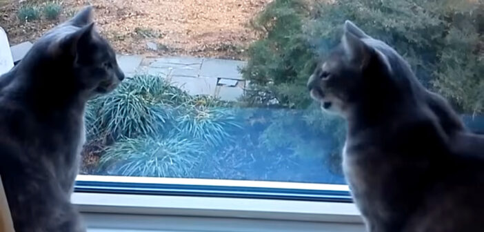 完全に会話している猫達