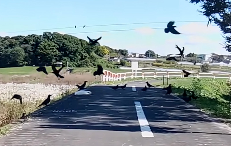 カラスの群れに囲まれていた猫