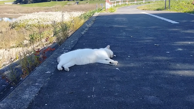 道路脇で倒れている猫