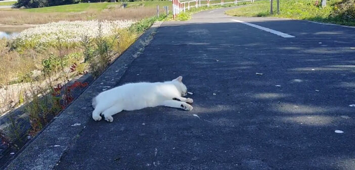 カラスの群れに囲まれていた猫