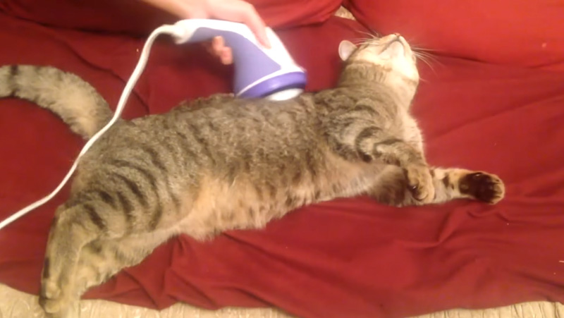 マッサージ機が気持ち良すぎる猫