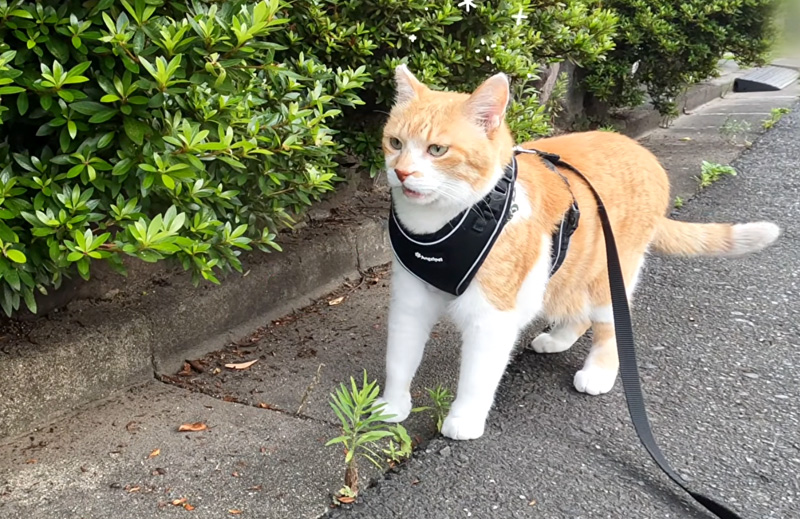 散歩中に可愛い癖を見せる猫