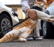 帰宅拒否する猫
