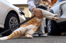 帰宅拒否する猫