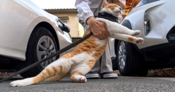 帰宅拒否する猫