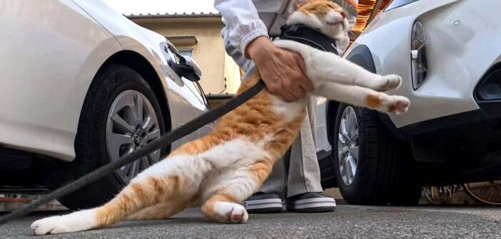 帰宅拒否する猫