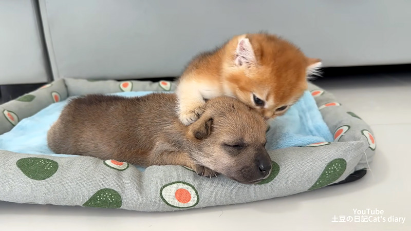 子犬を毛づくろいする子猫