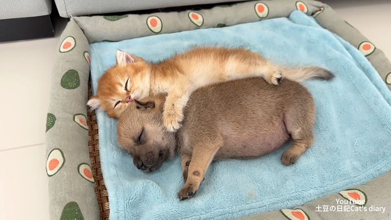 子犬と添い寝する子猫