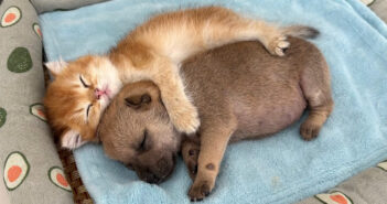 母親のいない子犬に寄り添って世話を続ける子猫。その愛情いっぱいの優しい姿に思わず心が温まる 母親のいない子犬と添い寝する子猫