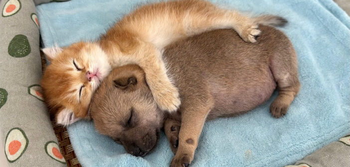 母親のいない子犬と添い寝する子猫