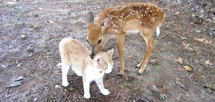 友達になった子猫と子鹿