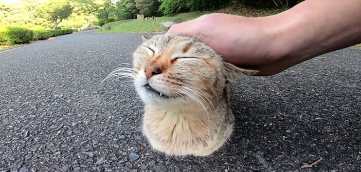 手足を全く見せない野良猫さん。愛らしい香箱座りでナデナデを堪能し続ける姿が可愛すぎた ( *´艸｀)♡