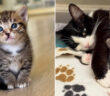 保護猫の親子