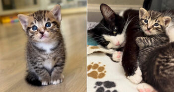 子猫を1匹引き取るために保護施設に入った女性。結局、母猫と3匹の子猫達を連れて幸せそうに施設を出る (*´ェ`*) 保護猫の親子