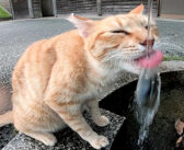 「すみません、水飲みたいので蛇口開けてください。」野良猫の願いを叶えたら、幸せそうに喉の渇きを潤し始める♪