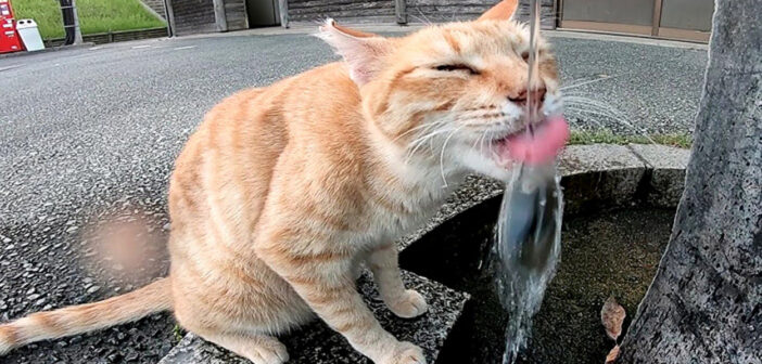水をペロペロする猫