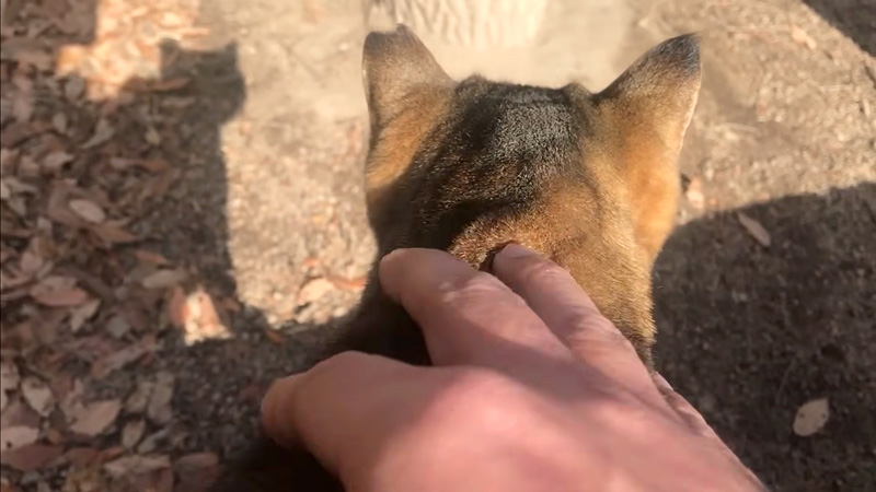 ナデナデされる猫